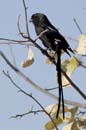 3148_Botswana_Savuti_Corvinelle_noir_et_blanc