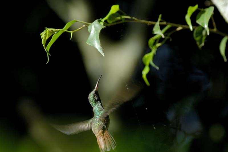 1210_CostaRica_Volcan_Arenal_Colibri_