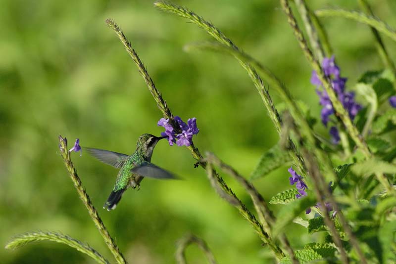 2445_CostaRica_Monteverde_