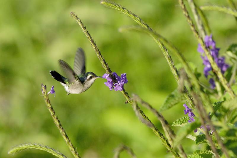2447_CostaRica_Monteverde_