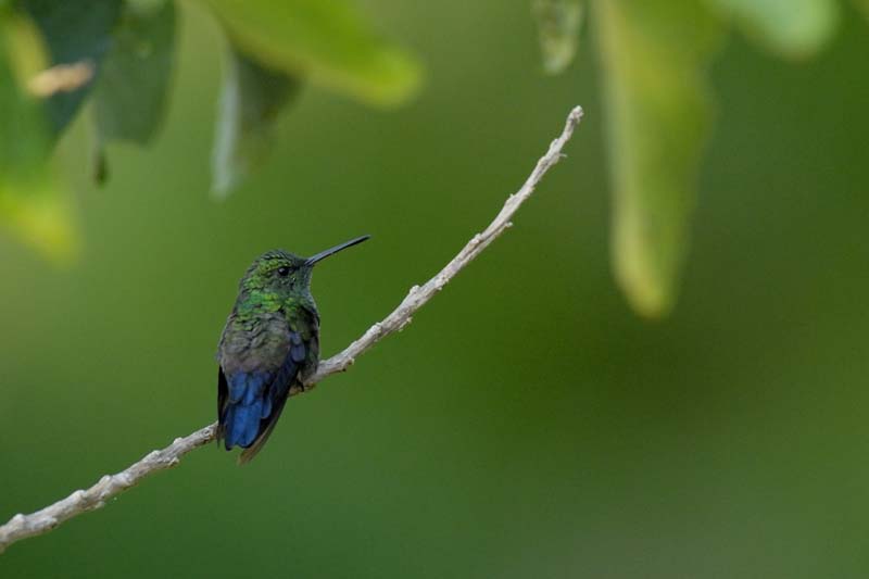 2505_CostaRica_Monteverde_