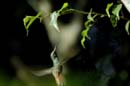 1210_CostaRica_Volcan_Arenal_Colibri_
