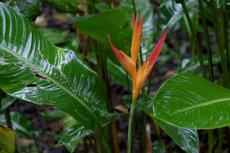 0452_CostaRica_Tirimbina_