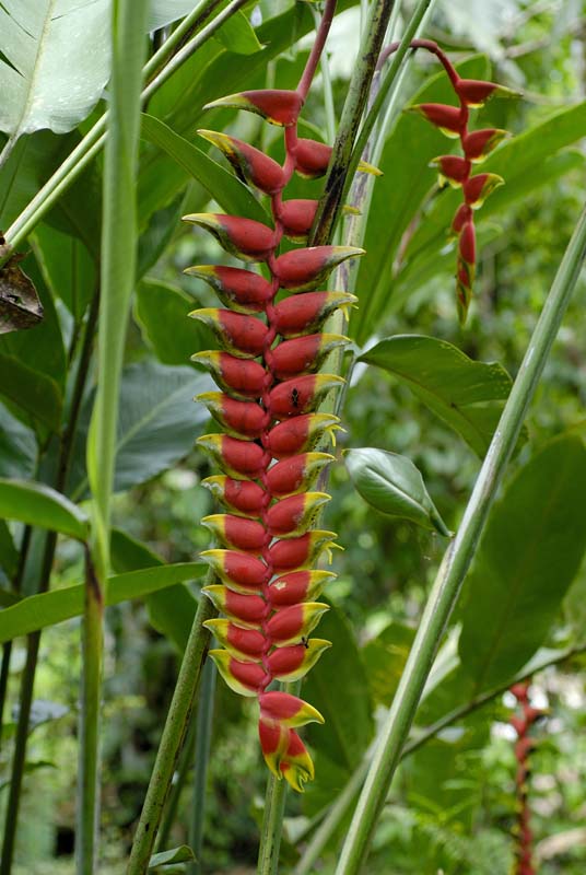 0613_CostaRica_Tirimbina_