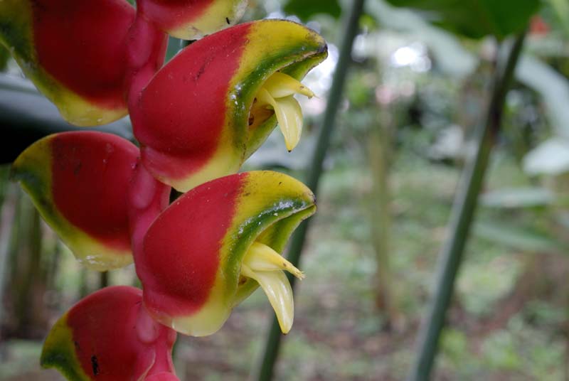 0619_CostaRica_Tirimbina_