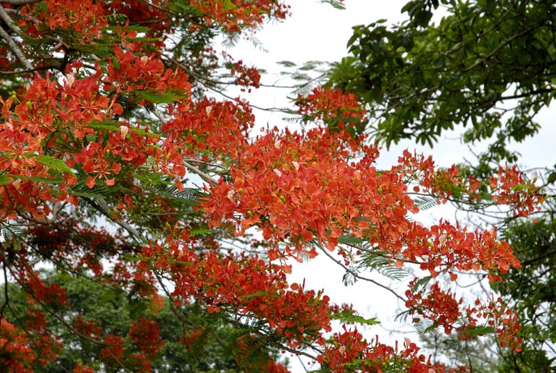 1151_CostaRica_Volcan_Arenal_