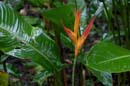 0452_CostaRica_Tirimbina_