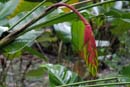 0454_CostaRica_Tirimbina_