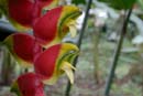 0619_CostaRica_Tirimbina_