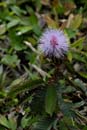 1273_CostaRica_Volcan_Arenal_