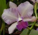 3545_CostaRica_Jardins_Lankester_Orchidees_