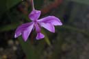 3567_CostaRica_Jardins_Lankester_Orchidees_