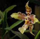 3584_CostaRica_Jardins_Lankester_Orchidees_