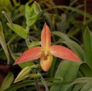 3592_CostaRica_Jardins_Lankester_Orchidees_