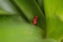 0377_CostaRica_La_Paz_dendrobate_pumilio_