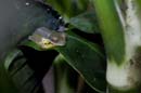 2233_CostaRica_Monteverde_