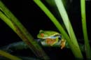 2247_CostaRica_Monteverde_Rainette_aux_yeux_rouges_
