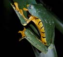 2297_CostaRica_Monteverde_