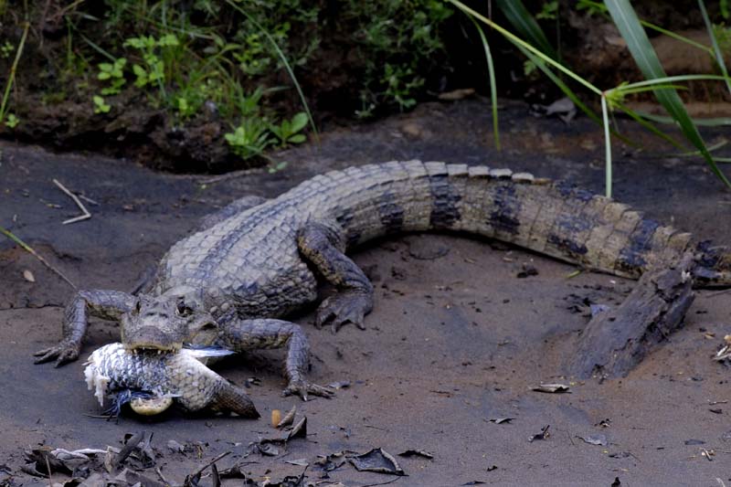 0972_CostaRica_Cano_Negro_Crocodile_