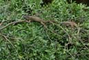 0642_CostaRica_Cordillere_Centrale_