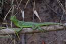 0755_CostaRica_Cano_Negro_Basilisc_vert_