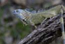 0903_CostaRica_Cano_Negro_Iguane_