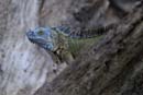 0910_CostaRica_Cano_Negro_Iguane_