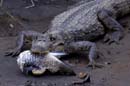 0977_CostaRica_Cano_Negro_Crocodile_