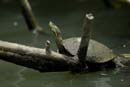 1082_CostaRica_Cano_Negro_Tortue_