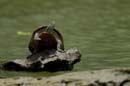 1130_CostaRica_Cano_Negro_Tortue_