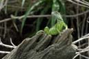 2166_CostaRica_Palo_Verde_Iguane_