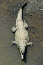 2562_CostaRica_crocodiles_sur_le