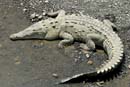 2566_CostaRica_crocodiles_sur_le