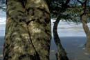 2917_CostaRica_Parc_Manuel_Antonio_Iguane_