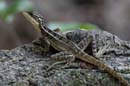 2948_CostaRica_Parc_Manuel_Antonio_Basilisc_brun_