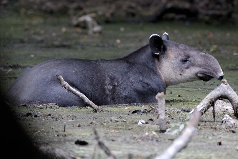 1595_CostaRica_Rincon_de_la_Viejas_tapir_