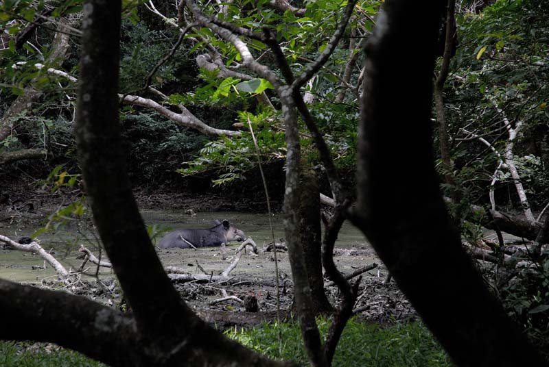 1615_CostaRica_Rincon_de_la_Viejas_tapir_