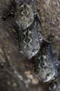 1022_CostaRica_Cano_Negro_Chauve_souris_