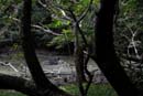 1615_CostaRica_Rincon_de_la_Viejas_tapir_