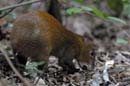 1656_CostaRica_Rincon_de_la_Viejas_Aguti