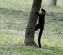 1672_CostaRica_Rincon_de_la_Viejas_Coati_