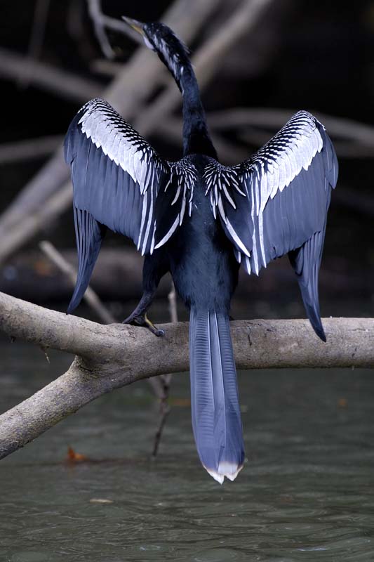 001_1074_CostaRica_Cano_Negro_Anhinga_