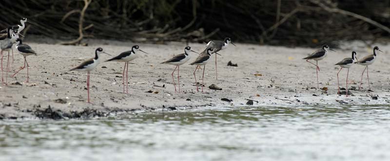 002_1832_CostaRica_Palo_Verde_Echasse_d_Amerique_