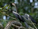 001_086001_CostaRica_Cano_Negro_Anhinga_