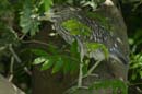 004_1803_CostaRica_Palo_Verde_Bihoreau_gris_juv_