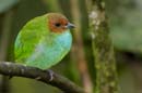 0346_CostaRica_La_Paz_Calliste_rouverdin_