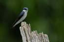 0854_CostaRica_Cano_Negro_Hirondelle_bleu_et_blanc_