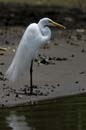 1100_CostaRica_Cano_Negro_Grande_Aigrette_