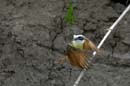 2083_CostaRica_Palo_Verde_