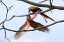 2731_CostaRica_Jaco_Aras_rouges_